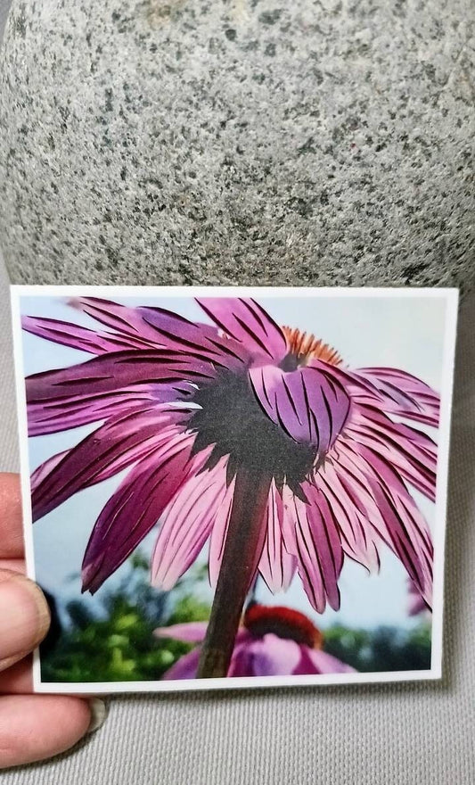 Echinacea Coneflower Sticker